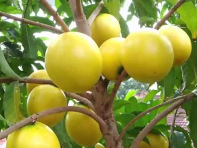 黄晶果 黄金果树新品种嫁接