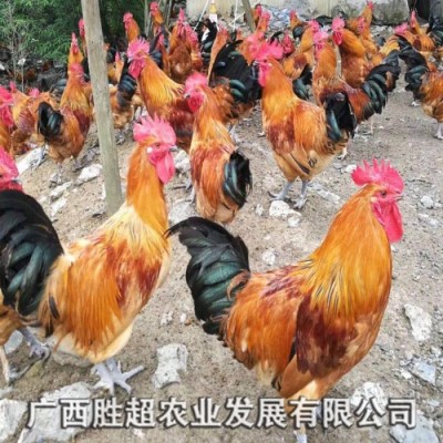 瑶鸡苗 胜超农业鸡苗供应 土鸡批发