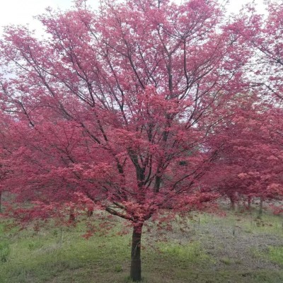 红枫树 广西红枫树 红枫树价格便宜 红枫树基地 树源优质