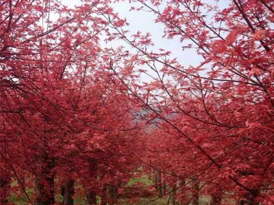 红枫树 选兴安翔云苗木 大量供应 广西红枫树