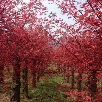 红枫树 选兴安翔云苗木 大量供应 广西红枫树