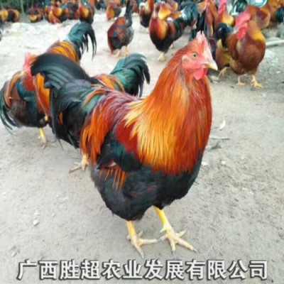 广东清远麻鸡苗 （麻1.麻2鸡苗）批发 厂家直销鸡鸭鹅苗