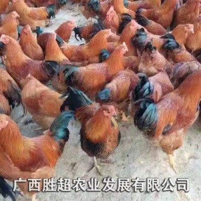 桂香土鸡苗批发 厂家直销鸡鸭鹅苗