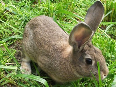 公羊兔种兔 大型肉兔 合作养殖肉兔回收