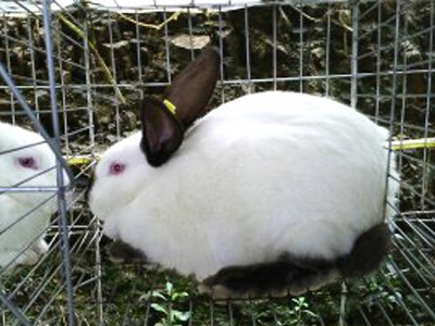 供应新西兰肉兔 大型肉兔养殖 基地常年批发