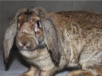 供应伊拉兔种兔 伊拉兔肉兔价格 兔子养殖批发