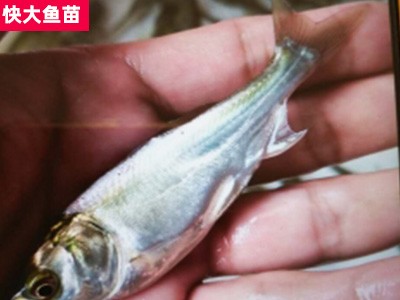 贵州贵阳鱼苗市场批发 白鲢鱼苗供应 白鲢鱼苗直销优惠