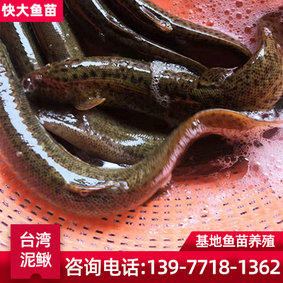 台湾泥鳅 遵义泥鳅苗 供应泥鳅价格 泥鳅批发