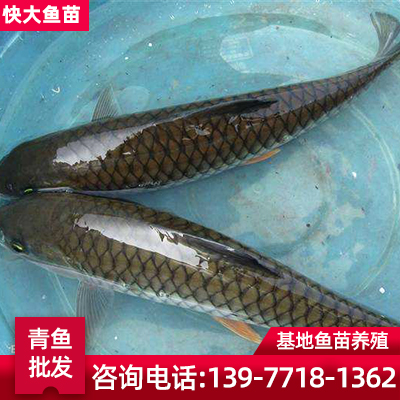 广西柳州青竹鱼批发 鱼苗市场提供青竹鱼苗 快大鱼苗供应