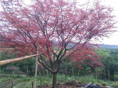 名贵树 日本红枫 12公分红枫