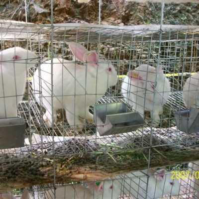小兔子批发 桂林永圆供应 肉兔种兔价格