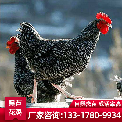 广西芦花鸡厂家 禽苗市场鸡苗价格 芦花鸡批发