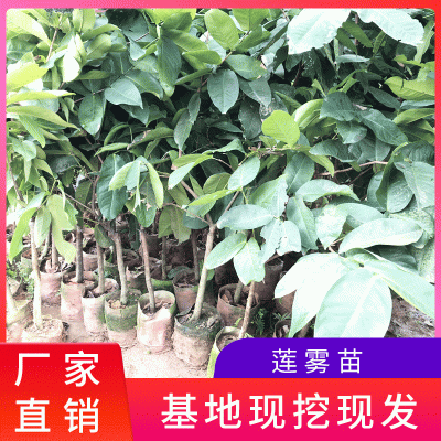广西蓝莓苗批发 食用四季 种植蓝莓树苗
