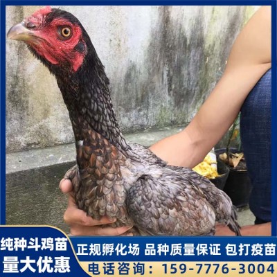越南斗鸡批发 英诚农业纯种斗鸡苗价格 量大鸡苗优惠