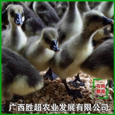 广西鹅苗孵化场 胜超禽业孵化场供应鹅苗 优质马岗鹅苗