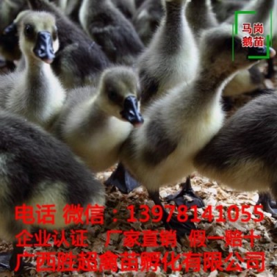 贵州鹅苗直销 鹅苗批发 鹅苗供应胜超禽业孵化直销