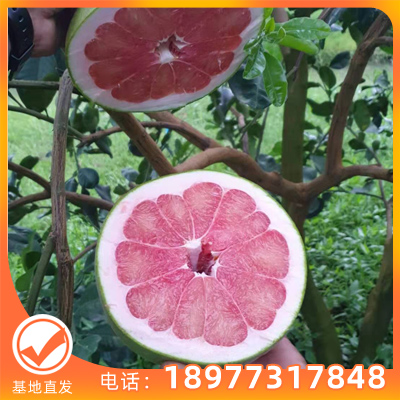 供应泰国红宝石青柚苗 产地批发 红宝石青柚苗 品种纯正