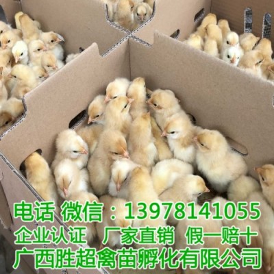 贵州k9鸡苗 贵阳九斤黄鸡苗批发 麻羽k9鸡苗 厂家直销鸡鸭鹅苗