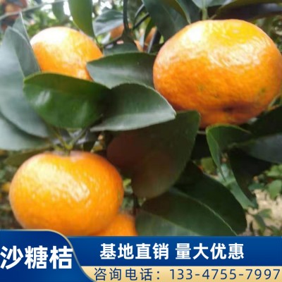 砂糖桔批发 基地种植橘子 供应砂糖橘水果新鲜桔子 广西蜜桔沙糖桔