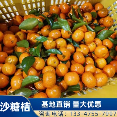 广西砂糖橘价格 大果橘子直销 量大优惠 无核砂糖橘金桔