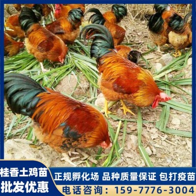 广西桂香土鸡苗 土鸡苗 供应鸡苗 英诚农业正规养殖
