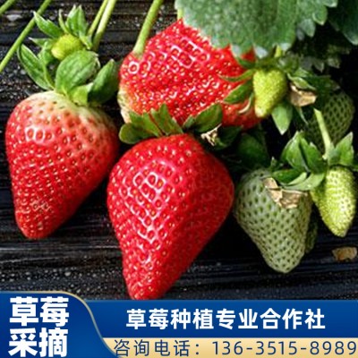 珠海摘草莓 供应甜查理草莓 草莓采摘 价格优惠