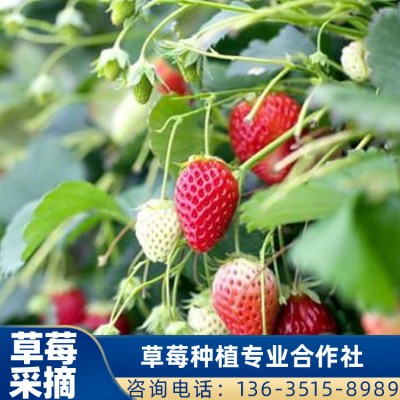 供应草莓采摘 珠海摘草莓 甜查理草莓批发 价格直销