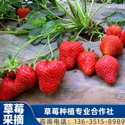 珠海采摘草莓 摘草莓 甜查理草莓批发 价格直销