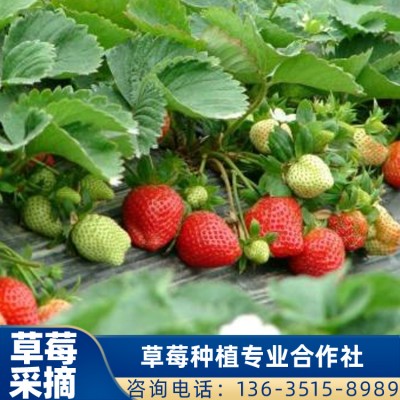 草莓供应 法兰地草莓批发 桂林草莓采摘
