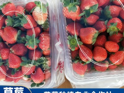 珠海草莓供应 法兰地草莓批发 草莓采摘 价格直销