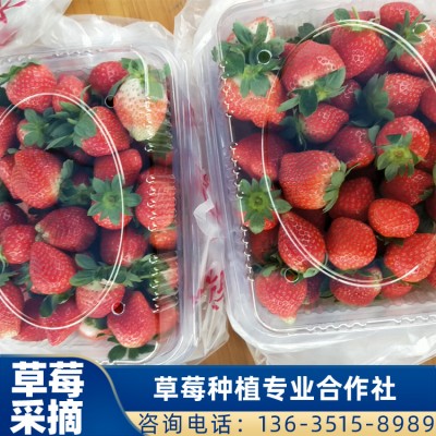 珠海草莓供应 法兰地草莓批发 草莓采摘 价格直销