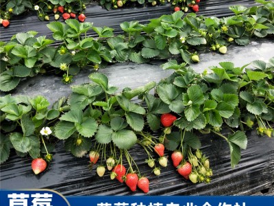 珠海采摘草莓 供应法兰地草莓批发 草莓采摘价格
