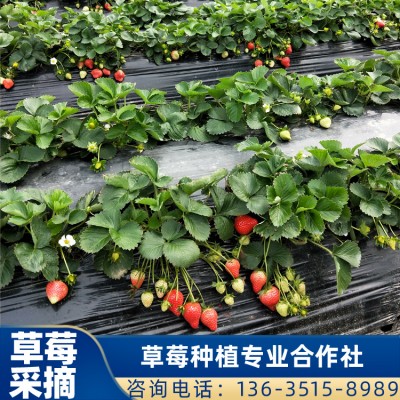 珠海采摘草莓 供应法兰地草莓批发 草莓采摘价格