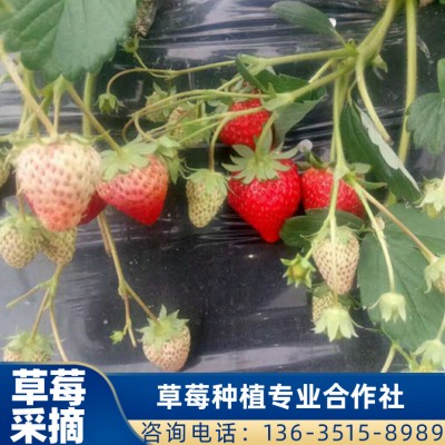 红颜草莓地供应 草莓批发 桂林草莓采摘
