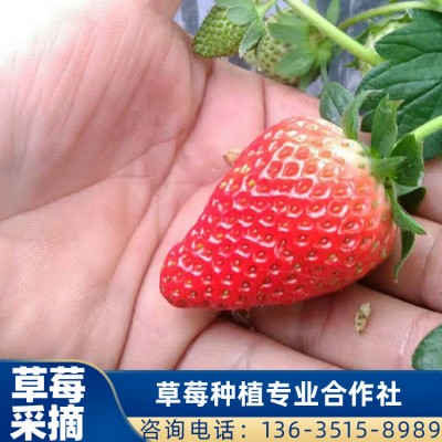 珠海红颜草莓地供应 草莓批发 草莓采摘