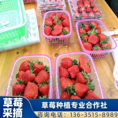 珠海采摘草莓 广西红颜草莓地供应 草莓采摘 价格优惠