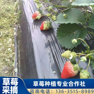 珠海草莓采摘 桂林草莓采摘红颜草莓地供应 草莓价格优惠