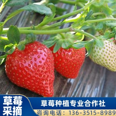 妙香7号草莓供应 草莓批发 草莓采摘