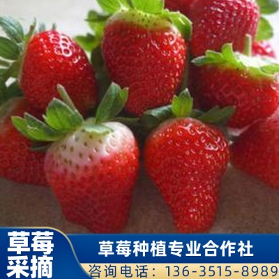 妙香7号草莓供应 珠海草莓批发 桂林草莓采摘