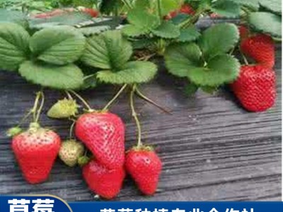 珠海采摘草莓 妙香7号草莓供应 桂林草莓采摘