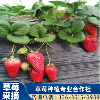 珠海采摘草莓 妙香7号草莓供应 桂林草莓采摘