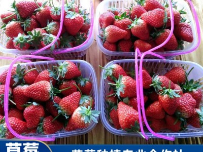 珠海采摘草莓地 妙香7号草莓供应 草莓采摘