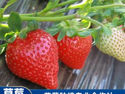 草莓采摘地 珠海采摘草莓供应 妙香7号草莓批发