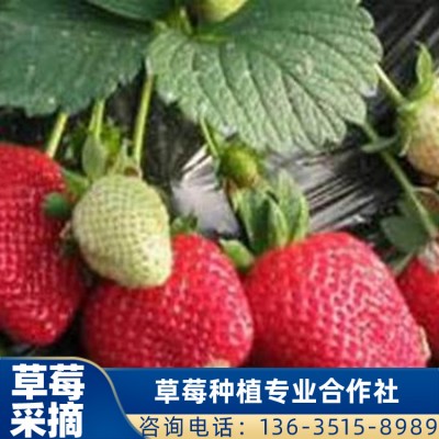 草莓采摘 珠海草莓宁玉草莓 草莓采摘 价格优惠
