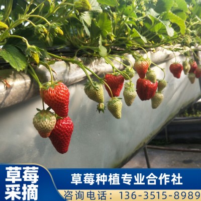 隋珠草莓供应 广西草莓批发 草莓采摘