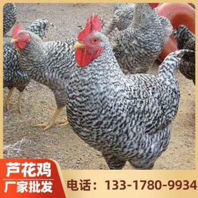 芦花鸡价格 跃龙禽苗厂家供应鸡苗 芦花鸡批发 现货