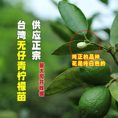 柠檬树苗批发 嫁接四季香水柠檬 台湾无籽青柠檬 柠檬苗价格