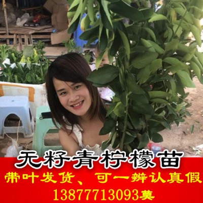 广西青柠檬 台湾无籽青柠檬  青柠檬树苗批发价