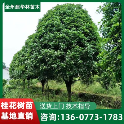 广西桂花树 量大优惠 20公分桂花树 自产自销