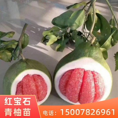 红宝石青柚苗 正宗泰国红宝石青柚种苗 粗壮根系发达 成活率高